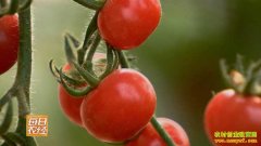 [ÿ��ũ��]��ɫ�ɲ��η���