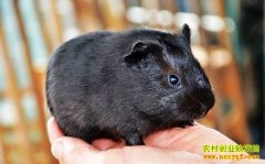 ��ֳ����׬Ǯ �л�������ֳǰ������