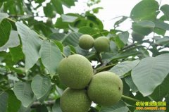 ����ǿ�850Ķ��ɽ���ҷ����������ֵ70��