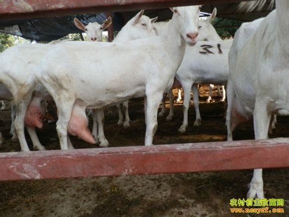 ���������ƺ�Ӣ�����ֳ��ɽ���ս�ǧԪ