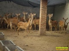 ������ɽ��÷��¹��ֳũ����ƶ�¸�����Ŀ