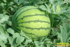 ���ϼ۸����飺��Ӧ���� ���ϼ۸���������