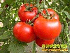 �������۸����飺�������������м۸��ֹ�