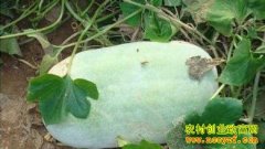 ��ֲ����׬Ǯ�𣺶��ϼ۸�һ��ǧ�� ������ֲ�з���