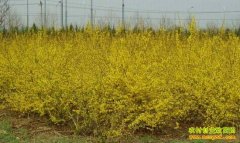 ��ֲ����׬Ǯ��������ֲäĿ���಻��ȡ