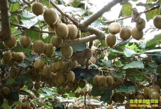 ����ǭ���ܱ��ȥ����Ա������ֲ⨺���