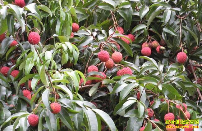 �㶫��ݸ���ٻ�����֦60�괴ҵ�¸�