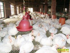 ɽ��ƽԭ����׼������ �⼦ÿֻ120Ԫ