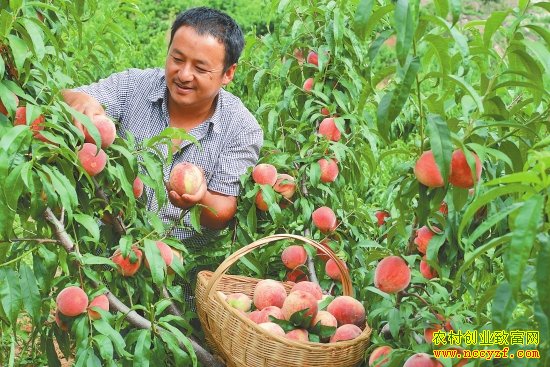 ����������־�������ֲˮ���Ҵ�ҵ�¸�