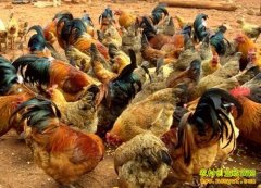 �½��ų������������������ᡤ���׶��������¸���