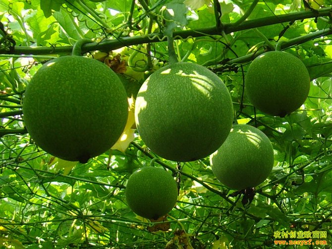 ɽ�����ƿ����ֲ�ص���ҩ�Ĺ���Ķ����4000Ԫ