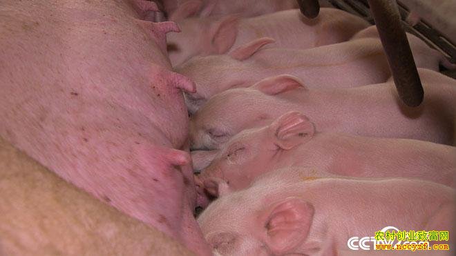 [�¸���]������ƽ�����������������׬Ǯ