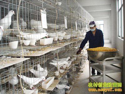 ɽ����Ұ����������ι������׬Ǯ�¸�