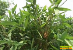 [�Ƽ�Է]��������ӱ�ɱ� ��Ҷ����ֲ�ӹ���Ƶ