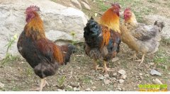 [ũ�����]���زؼ���ֳ������Ƶ