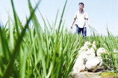 ������Ѽ׬Ǯ:�������峣������Ѽ����зĶ����4000Ԫ