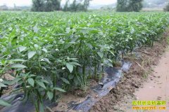 ������������Ƶ���紴ҵ���߲���������