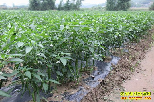 ������������Ƶ���紴ҵ���߲���������