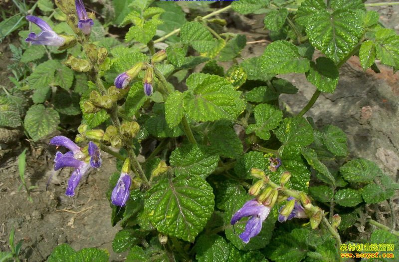 ��ҩ��׬Ǯ��:ɽ���ӽ�Ů��ֲ��ҩ�ķ����¸�