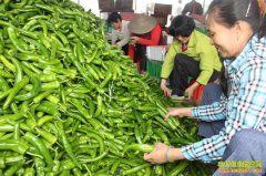 2016��⽷�۸���������:�⽷�۸�����µ�