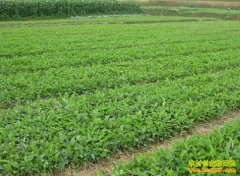 ��ֲ��ҩ��׬Ǯ��:��ҩ�Ĳ��ܹ�ʣ��չ��ֲ�����