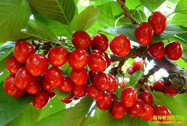 �����ֳ���ӣ�ң��۷��ڷ�+��ɫ����=��ӣ��