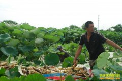 ����ź׬Ǯ:�Ĵ��Ͻ�������ź�۸�����û�