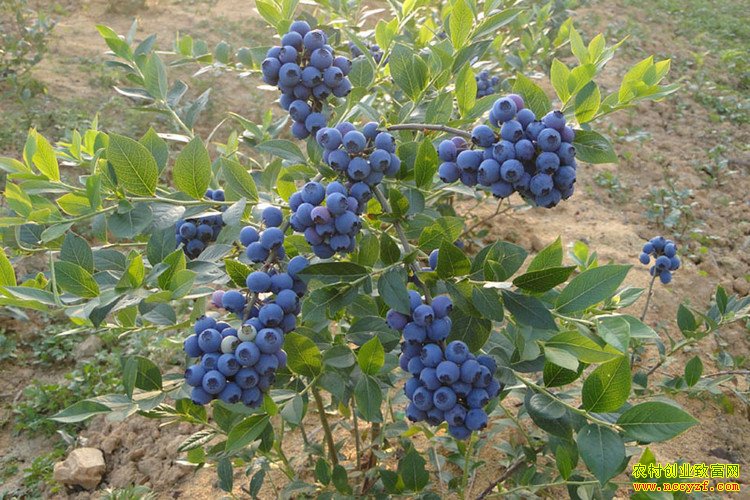 ����ݮ׬Ǯ:����®����ݮ��͸��