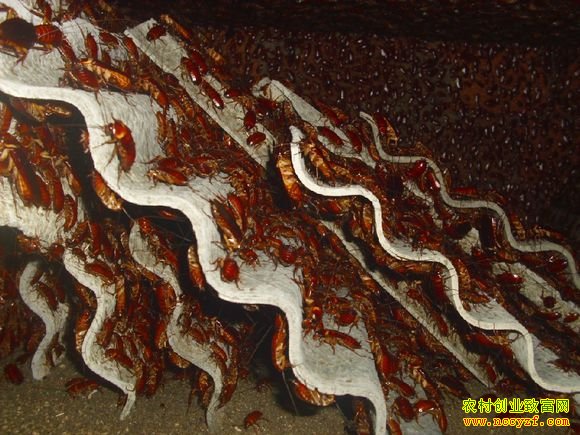 �����׬Ǯ:�㶫����Ԭ��ϼ��ֳ���޴���¸�