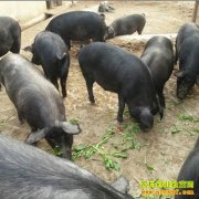 �������ش�ѧ�����紴ҵ��ֳ���������¸�