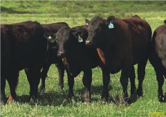 ���ɹ�����ľ������ֳ����˹ţ���¸�