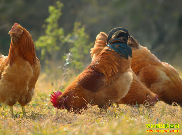 �㶫���޻ƽ�����ֳ���ƺ��뼦��׬������