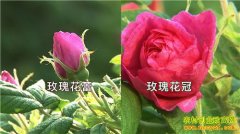 [�¸���]ɽ��ƽ������ˮ��ֲʳ��õ�廨����ǧ��