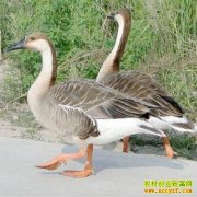 ������׬Ǯ��:������ƽ����˳�����������¸�·