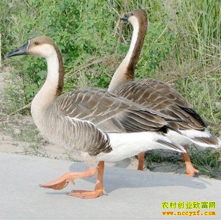 ������׬Ǯ��:������ƽ����˳�����������¸�·