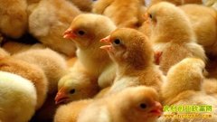 ����۸�����:���ڼ����г����¼۸�����