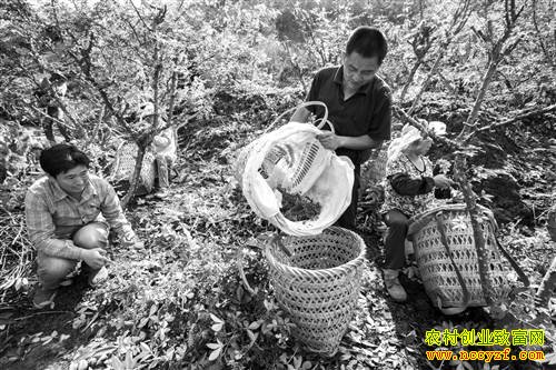 �ֻ���׬Ǯ��:����潭��ֲ����Ķ׬2��Ԫ