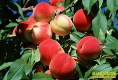 ������Ϊɶ��׬Ǯ ��������׬Ǯ�ؼ�