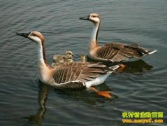 ������׬Ǯ��:�����쳤�ִ���ֳ����Ч���