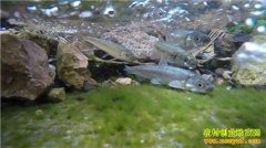 [�¸���]���ϳν�������ۿ�����ĲƸ�����