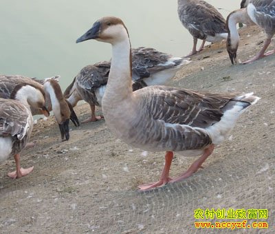 [ũ�����]�������ֳ��ѱ��������Ƶ