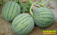 �������Ϻ�����:���İ������ϼ۸����Ǳ�ϲ��