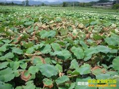 ����Ԥ���ͷ�����ź���ܲ�