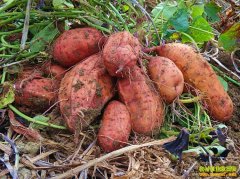 ɽ��ƽ���ع�״Ԫ������ĺ�����ֲ�¸���