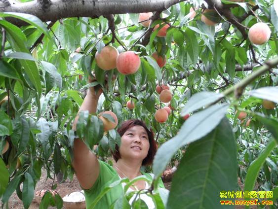 ������׬Ǯ��:������������������¸�����ɹ�