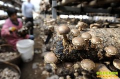 �����Ϻӿ�:�㹽��ֲ��ũ����ƶ�¸�����Ŀ