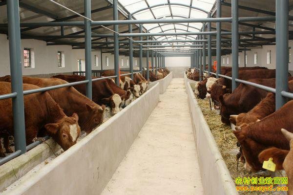 ��������:��ţ��ֳ��ũ����ƶ�¸�����Ŀ