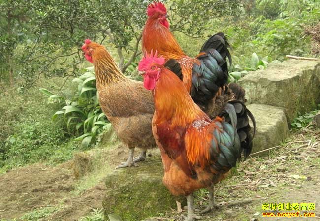 ����׬Ǯ:�Ĵ��㰲��˼��������׬Ǯ���¸�