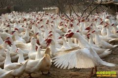 ������׬Ǯ:������ƽ����˳��ֳ�����������¸�·