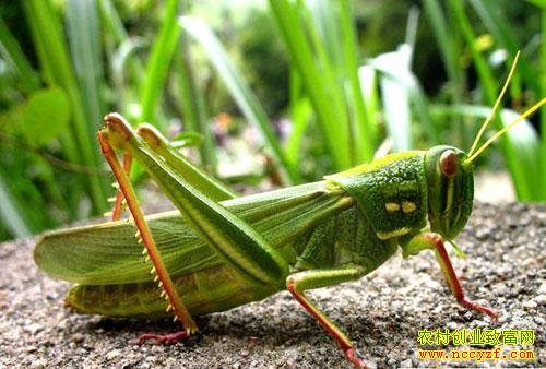 ɽ����馸������������¸� ÿ��������15Ԫ